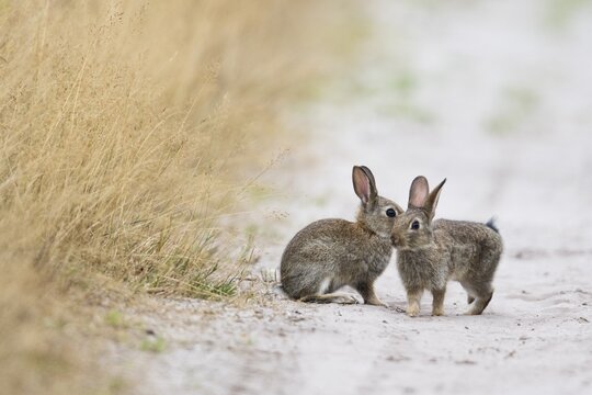 Young european rabbit (Oryctolagus cuniculus), Emsland, Lower Saxony, Germany