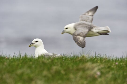 Northern Fulmar or Arctic Fulmar (Fulmarus glacialis), northeastern coast, Vopnafjoer&eth;ur, Iceland, Europe