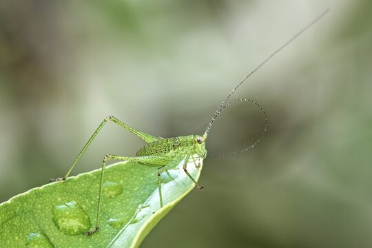 Speckled bush-cricket (Leptophyes punctatissima) sits on leaf, Baden-W&uuml;rttemberg, Germany
