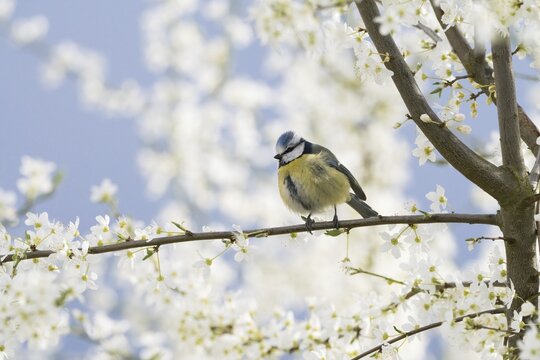 A blue tit (Parus caeruleus) sitting on a branch surrounded by white spring flowers against a blue background, Hesse Germany