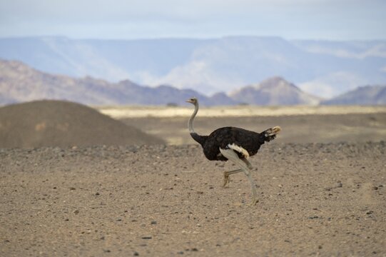 Ostrich (Struthio camelus) in the Namib Desert by the Sesriem Canyon, Republic of Namibia, Africa