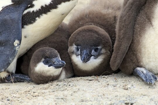 African Penguin (Spheniscus demersus), young, Boulders Beach, Simon's Town, Western Cape, South Africa