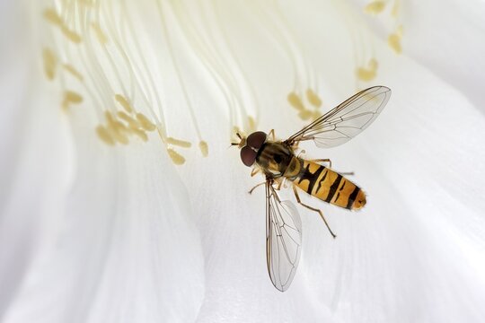Hoverfly (Syrphidae) sitting on cactus flower (Echinopsis sp.), Baden-W&uuml;rttemberg, Germany