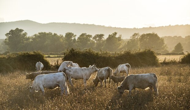 Charolais cattle in a pasture, mounting, evening light, Corsica, France