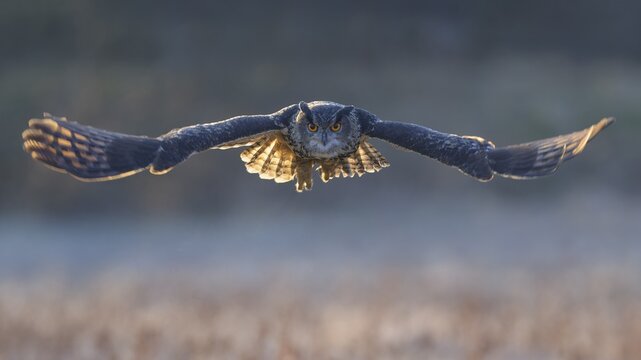 Eurasian Eagle-owl (Bubo bubo), in flight over a meadow in the last light, backlight, Swabian Alb biosphere reserve, Baden-W&uuml;rttemberg, Germany