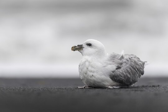 Young Northern fulmar (Fulmarus glacialis) on the beach, V&iacute;k &iacute; M&yacute;rdal, Su&eth;urland, Sudurland, South Iceland, Iceland