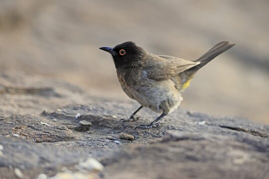 Fire-eyed Bulbul (Pycnonotus nigricans), adult, on ground, alert, foraging, Mountain Zebra National Park, Eastern Cape, South Africa