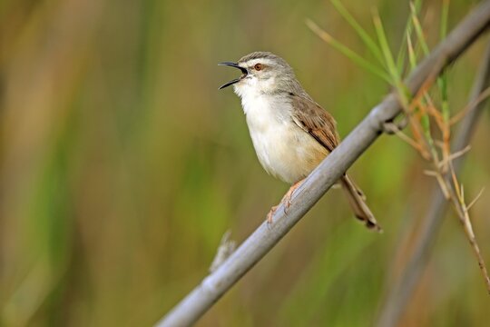 Tawny-flanked prinia (Prinia subflava), adult on a branch, singing, Sabi Sand Game Reserve, Kruger National Park, South Africa