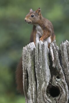 Eurasian red squirrel (Sciurus vulgaris), Emsland, NIedersachsen, Germany
