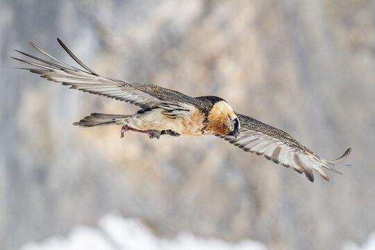 Bearded vulture (Gypaetus barbatus), in flight with bones, Valais, Switzerland