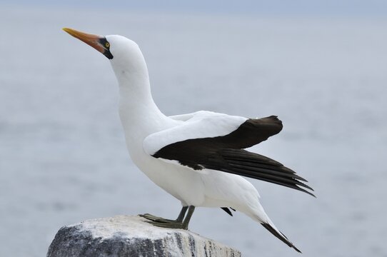 Nazca Booby (Sula granti), Espanola Island, Galapagos, Ecuador, South America