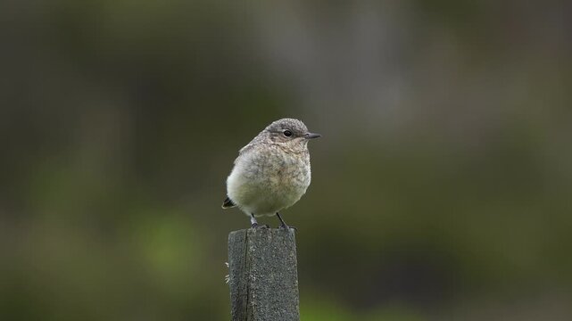 A juvenile northern wheatear or wheatear (Oenanthe oenanthe) standing on a wooden pole and inspecting its surroundings.