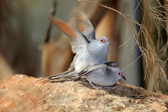 Diamond Doves (Geopelia cuneata), pair, mating, South Australia, Australia
