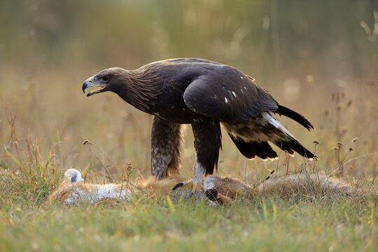 Golden eagle (Aquila chrysaetos), adult, standing on captured red fox, Slovakia