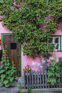 Pink house with espalier tree in the old town, Hallstatt, Salzkammergut, cultural landscape Hallstatt-Dachstein Salzkammergut, Upper Austria, Austria