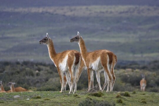 Guanacos (Lama guanicoe) at Torres del Paine National Park, Patagonia, Chile, South America