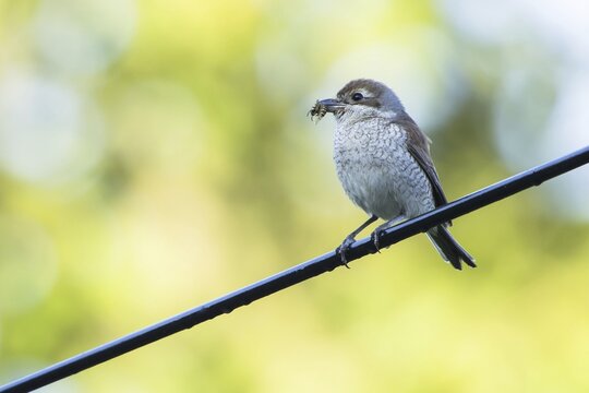 Red-backed shrike (Lanius collurio), female, with captured insect in beak, Hesse, Germany