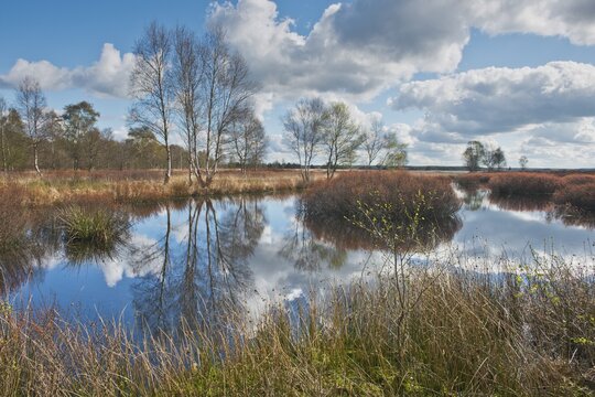 Bog myrtle (Myrica gale) in the moor, Emsland, Lower Saxony, Germany