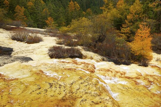 Lime terrace in autumnal environment, Huanglong National Park, Sichuan Province, China