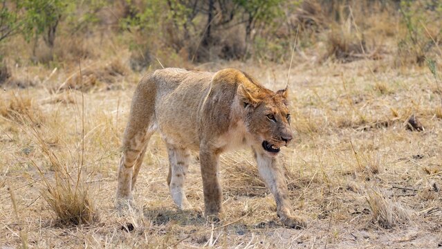 Lion (Panthera leo), young, Moremi Game Reserve, Botswana