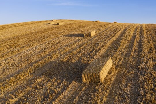 Bales of straw in cornfield after wheat harvest, aerial view, drone shot, C&oacute;rdoba province, Andalusia, Spain