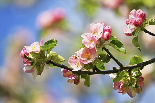 Apple blossom, apple tree (Malus domestica), Switzerland
