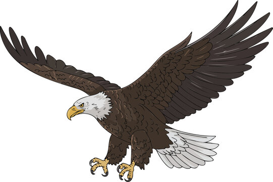 Stunning bald eagle illustration flying with wings spread wide showing detailed feathers and sharp talons on clean white background space.