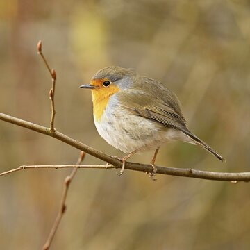 European robin (Erithacus rubecula), sitting on branch, Switzerland