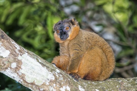 Collared Brown Lemur (Eulemur collaris), Toliara Province, Madagascar