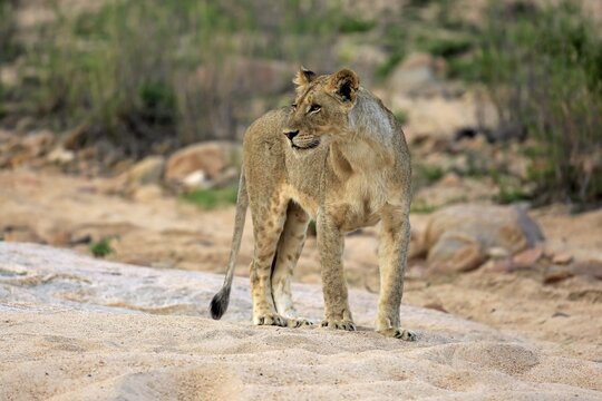 Lion (Panthera leo), adult female, attentive, observing, in dry riverbed, Sabi Sand Game Reserve, Kruger National Park, South Africa