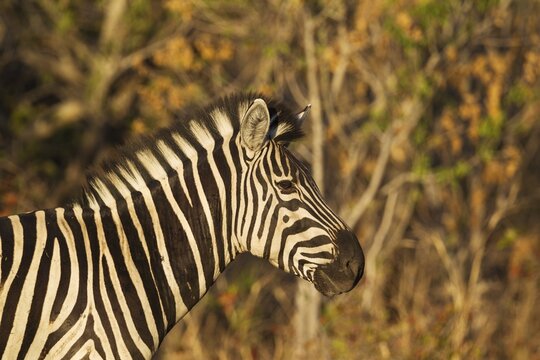 Burchell's Zebra (Equus quagga burchelli), close-up, Okavango Delta, Moremi Game Reserve, Botswana