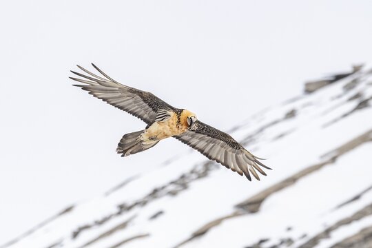 Bearded vulture (Gypaetus barbatus), in flight, Valais, Switzerland