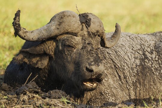 Cape Buffalo (Syncerus caffer caffer), bull enjoying a mud hole, Chobe National Park, Botswana