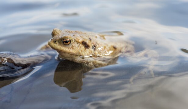 Common toad (Bufo bufo) in water, mating season, Stallauer Weiher, Upper Bavaria, Bavaria, Germany