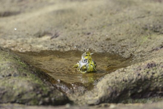 Yellow Warbler (Dendroica petechia) taking a bath, Punta Pitt, Isla de San Cristobal, Gal&aacute;pagos Islands