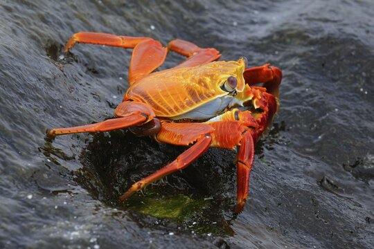 Red Clip Crab (Grapus grapus), Espanola Island, Galapagos, Ecuador, South America