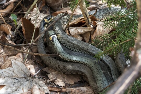 Snake, two grass snakes (Natrix natrix), young animals, Oberallg&auml;u, Allg&auml;u, Bavaria, Germany