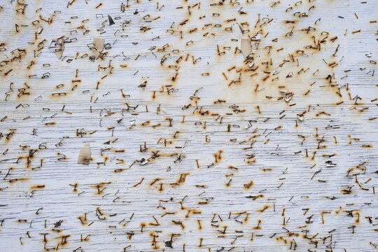 Rusty staples on a wooden board, Faroe Islands, Faroe Islands, Denmark