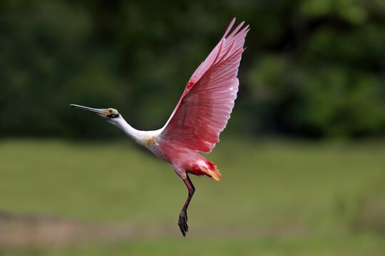 Roseate spoonbill (Ajaia ajaja), adult flying, Pantanal, Mato Grosso, Brazil