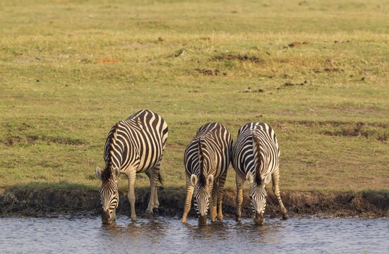 Burchell's Zebra (Equus quagga burchelli), drinking at the Chobe River, Chobe National Park, Botswana
