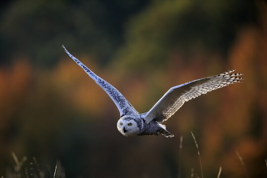 Snowy owl (Nyctea scandiaca), adult, calling, flying, Rimavska Sobota, Slovakia