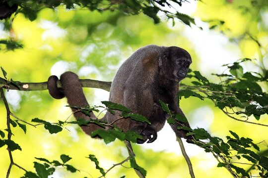 Brown woolly monkey (Lagothrix lagotricha), adult, sitting in a tree, captive