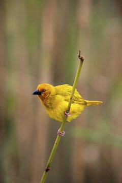 Eastern Golden Weaver, (Ploceus subaureus), adult male on the lookout, watchful, Saint Lucia Estuary, Isimangaliso Wetland Park, Kwazulu Natal, South Africa