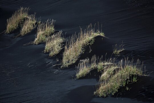 Sparse vegetation in lava sand in Nupsstadur or N&uacute;pssta&eth;ur, Southern Region, Iceland