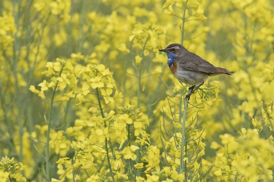 Bluethroat (Luscinia svecica), in rape, Emsland, Lower Saxony, Germany