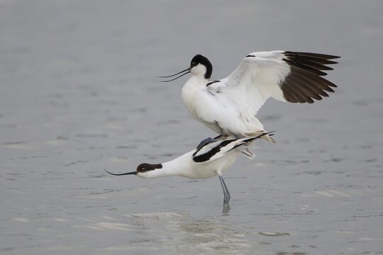 Avocets (Recurvirostra avosetta), mating, Texel, West Frisian Islands, province of North Holland, Holland, The Netherlands