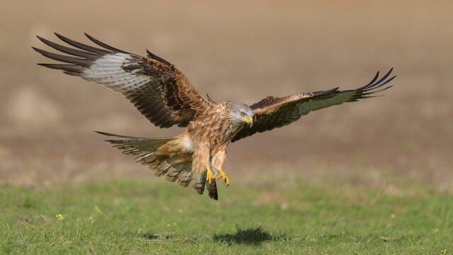 Red kite (Milvus milvus), in flight landing in a meadow, Extremadura, Spain