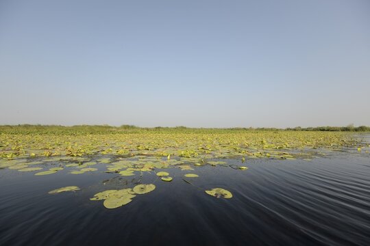 Water Lilies (Nymphaea), covered lagoon, Danube Delta, Murighiol, Romania, Europe