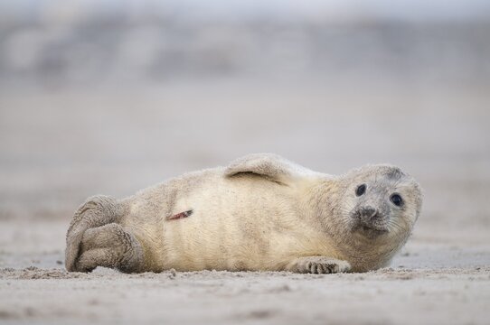 Grey seal (Halichoerus grypus), young, howler, Heligoland, Schleswig-Holstein, Germany