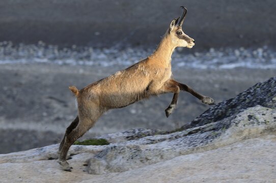 Chamois (Rupicapra rupicapra) on the run